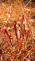 The Nature Conservancy: A Year in the Life of a Bog